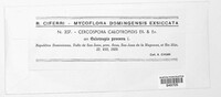 Clypeosphaerella calotropidis image